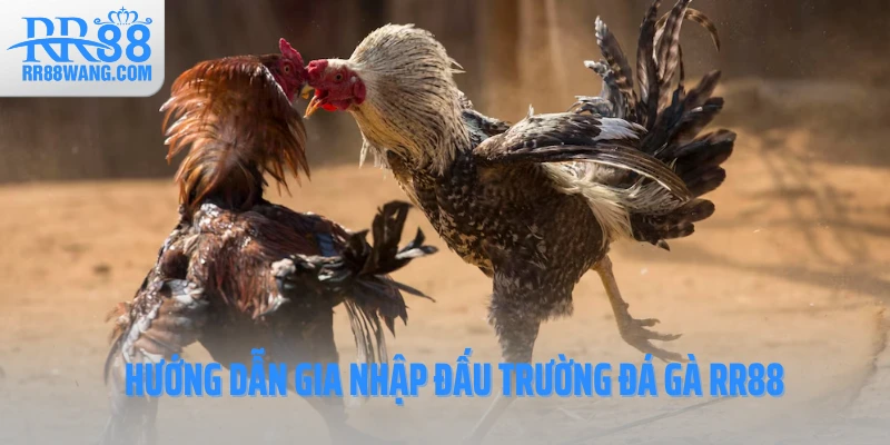 Hướng dẫn gia nhập đấu trường đá gà RR88 Hướng dẫn gia nhập đấu trường đá gà RR88